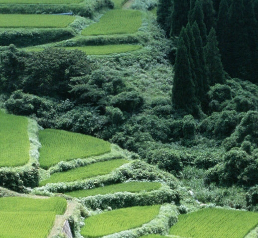 山东生活帮直播在线观看