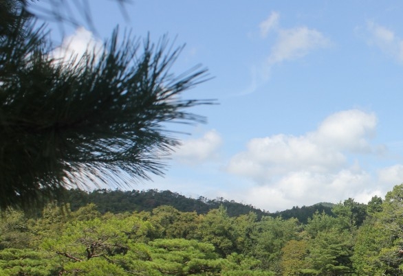 写你是怎样过春节的