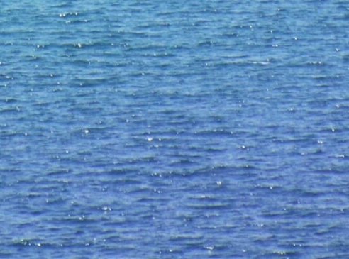 鱼的海报