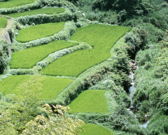 视屏剪辑简历