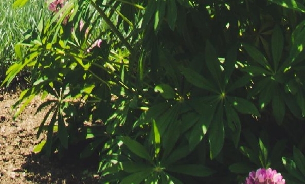 花海奇迹面膜成分安全吗