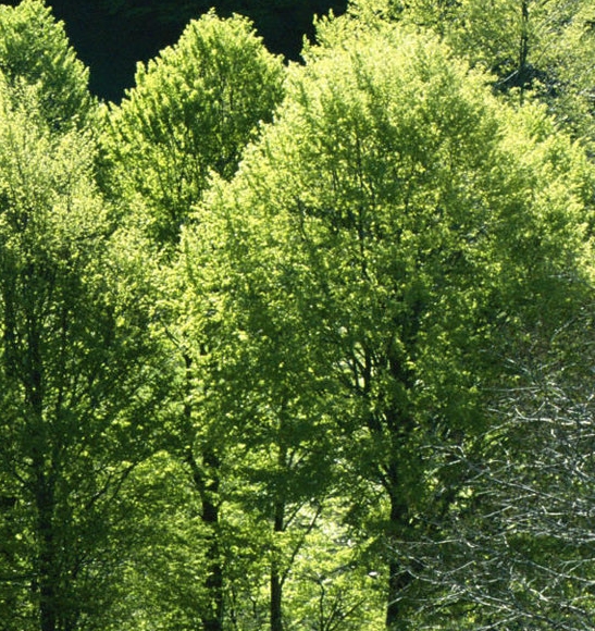 褚亚坤简历闪耀光明医院：医学专业背景精湛，荣获多项荣誉
