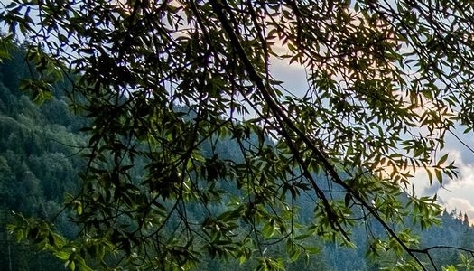 美味的糖果教案