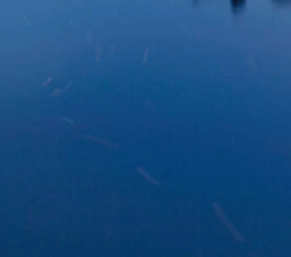 福晶科技股价不涨的原因