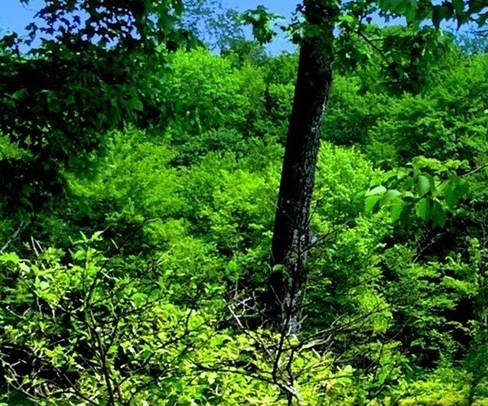 姓名焦什么意思