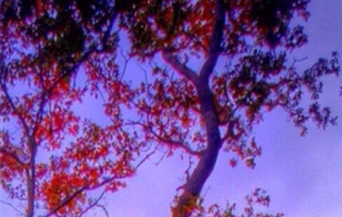 创新通讯缴费系统-登录