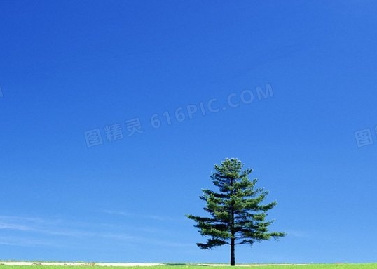 切花火焰月季优缺点
