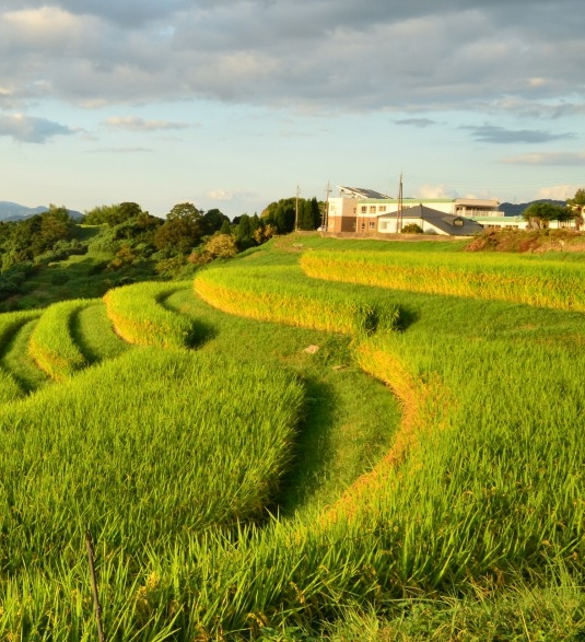 福建烟草尤清河简历