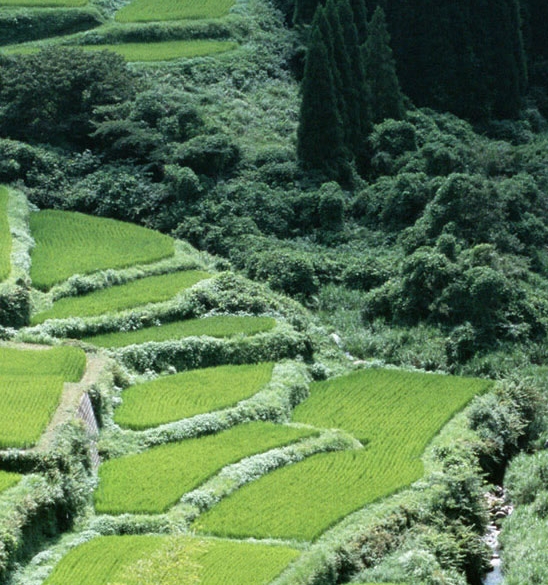 临沂画家柳汀简历