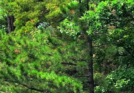 香港AG生物科技