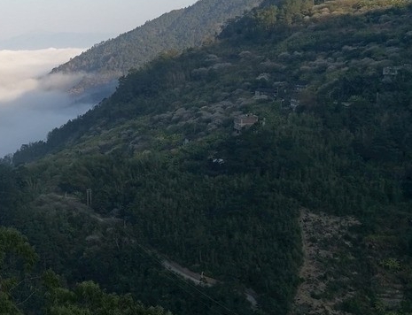 揭秘鞍山王大缸的真实身份：王大缸简历全面解析