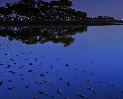 再过两年就会变美味动漫