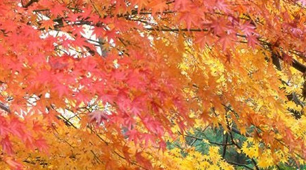 冶治平简历