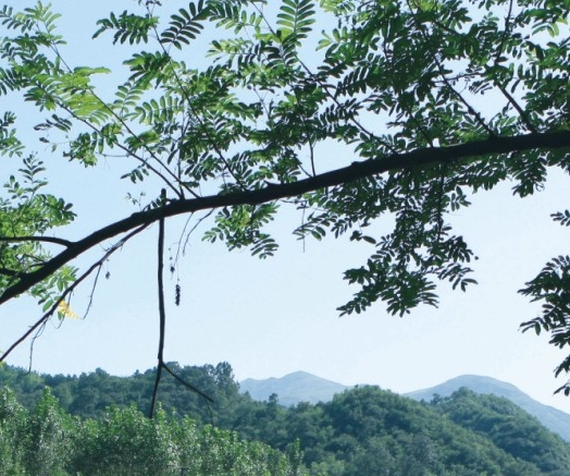 美味餐厅系列