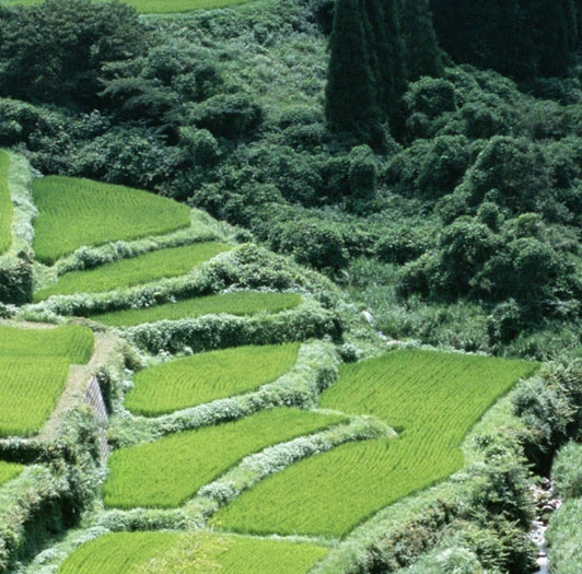 排队喝水常规教案