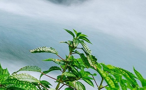 火车查尔斯下载正版