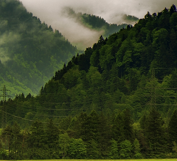 生活水里的在鱼组成一句话