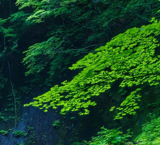 领导拜年文案短句干净