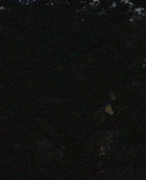 正邦科技养猪亏损，最新消息视频曝光！