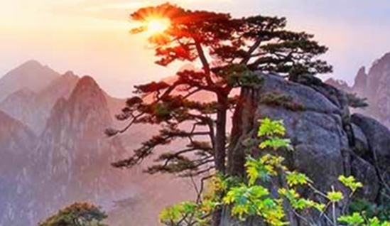 羊蝎子整根图片大全大图高清