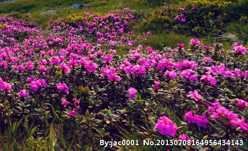 肤浅的生活，快乐的女人——带字图片展示