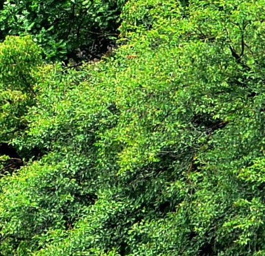 芒果雪糕三问：美味饮料、简易做法、形状叫什么？