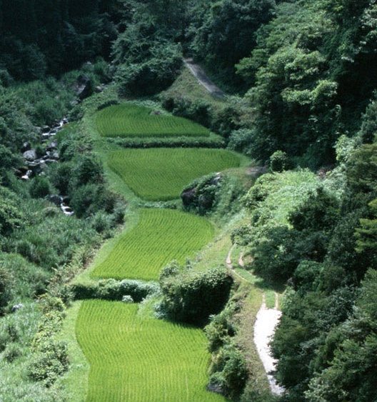 春节趣事绘画英文及春节趣事绘画英文介绍