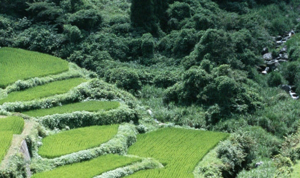 输入姓名查个人信息黄天佑