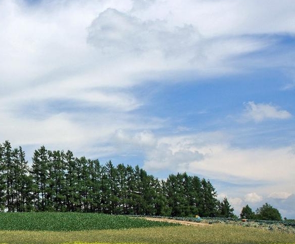 绿沃川农场空中草莓