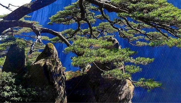税务冯黎明简历