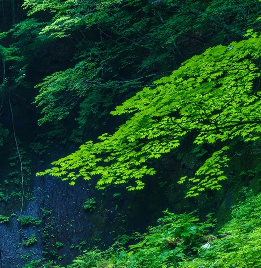 寻找声音姓名和姓李女孩名字，完美匹配你的心声！