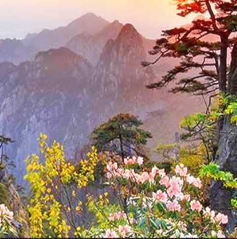 熊猫生存境遭破坏：荒山枯树无处藏身