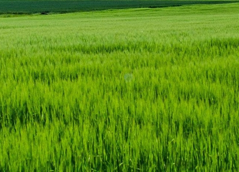 直播运营助理简历怎么写