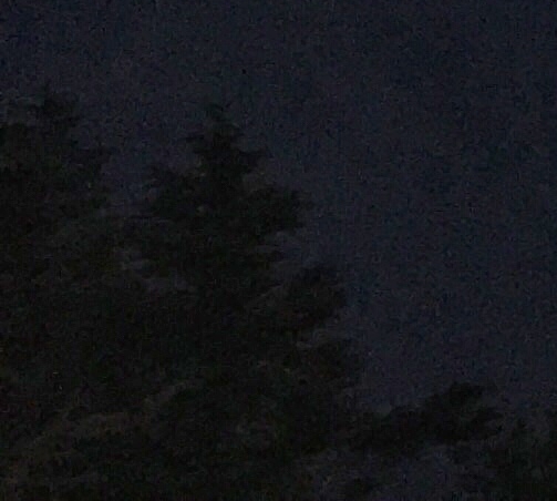 明星猫咪和普通猫咪的趣事