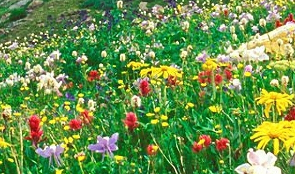 西班牙农村生活视频