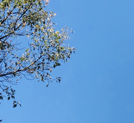 苏格兰溏心蛋的做法