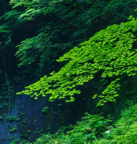 最大的雨林