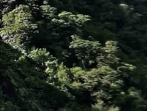 公园趣事日记