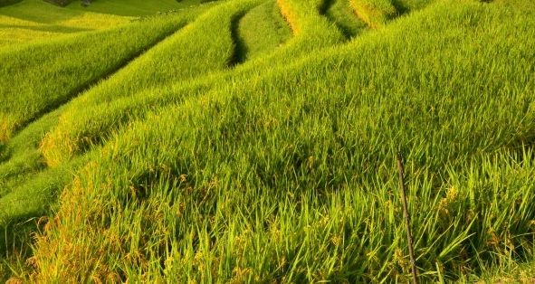 江苏农牧科技学院智慧校园登录