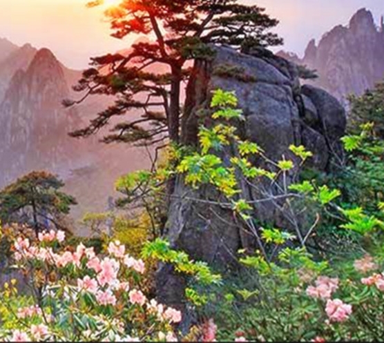 摘野草莓的作文