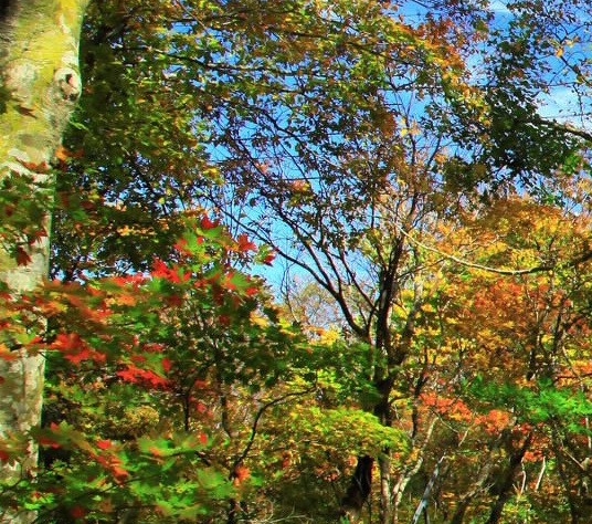 深山里的生活说说