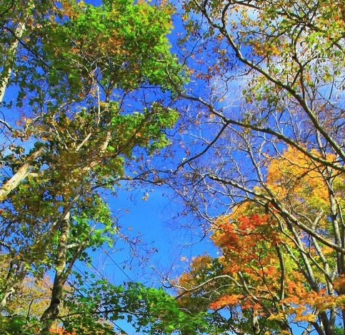 阳性奇迹：感染其它毒株，引领疫苗研究新方向