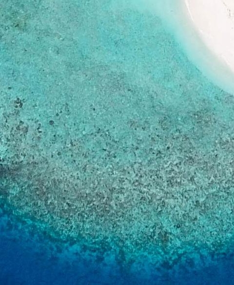 海螺生活在多深的海里