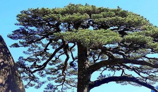 毕业季文化衫设计