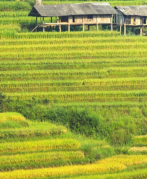 画家黄国强简历