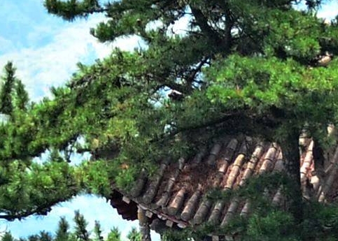 疫情早日恢复正常生活的句子