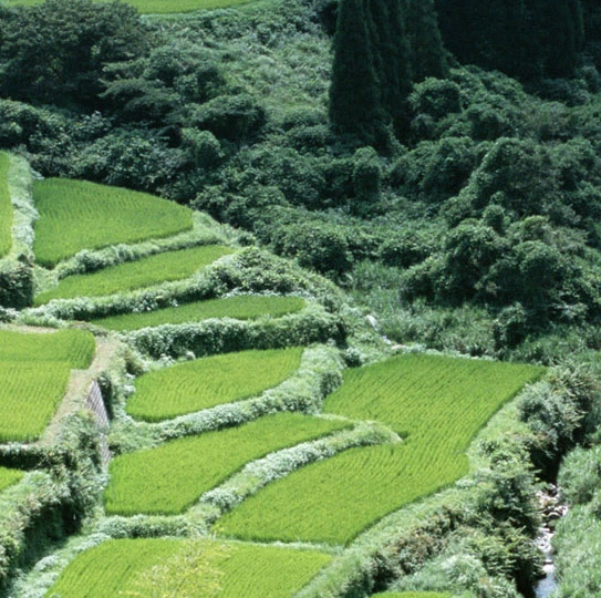 张柏芝三子姓名