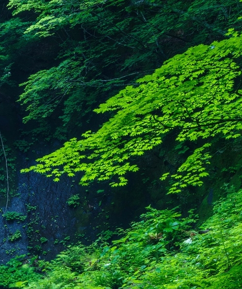 广西蜂鸟汽车科技