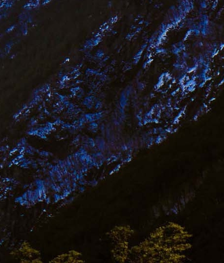 海芋生活与海芋生活在哪里介绍