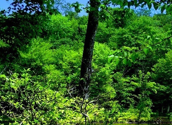 东莞生活电器工厂与污水处理厂共同建设，为环保贡献力量
